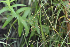 Juncus brachycephalus