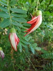 Clianthus puniceus