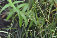 Juncus brachycephalus