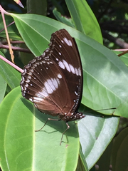 Hypolimnas bolina bolina