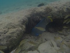 Holacanthus bermudensis