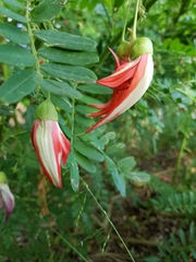 Clianthus puniceus