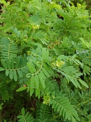 Clianthus puniceus