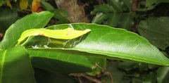 Sclerocroton integerrimus