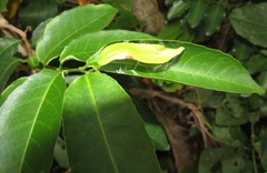 Sclerocroton integerrimus