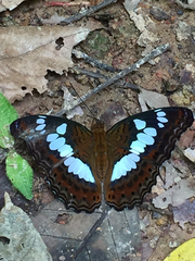 Moduza procris milonia