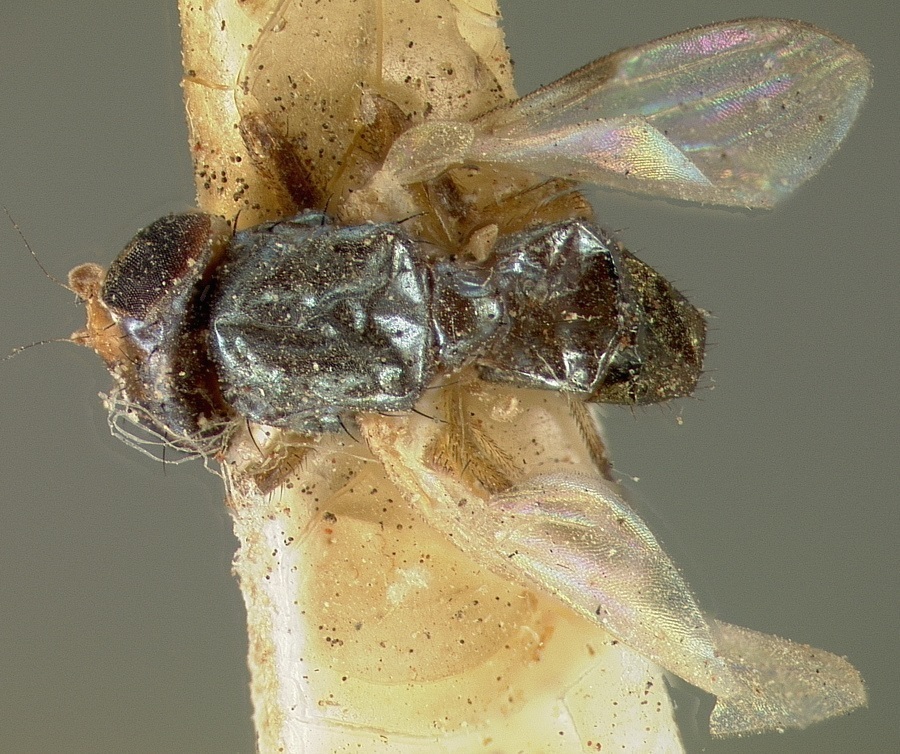 Euxesta spoliata