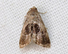 Tripudia rectangula