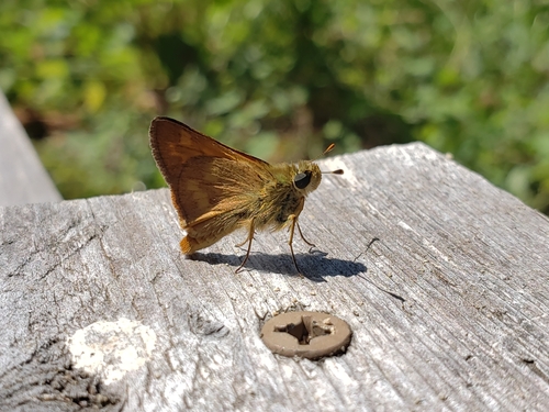 Woodland Skipper photo 3