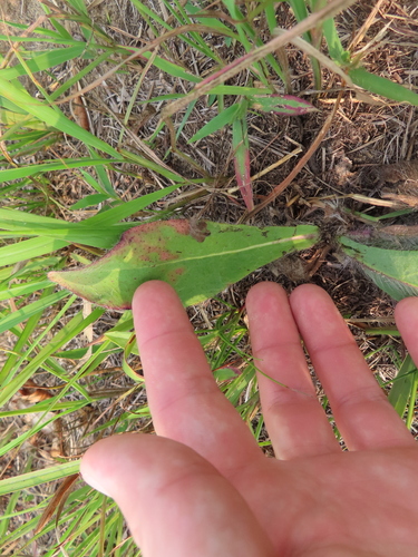Image of Hieracium longipilum by (c) Eric Schmidt, some rights reserved (CC BY)