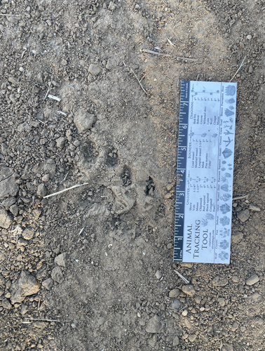 Mountain Lion Tracks – NatureTracking