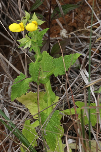 Image of Calceolaria Aequilateralis (Calceolaria aequilateralis) by (c) Thibaud Aronson, some rights reserved (CC BY-SA)