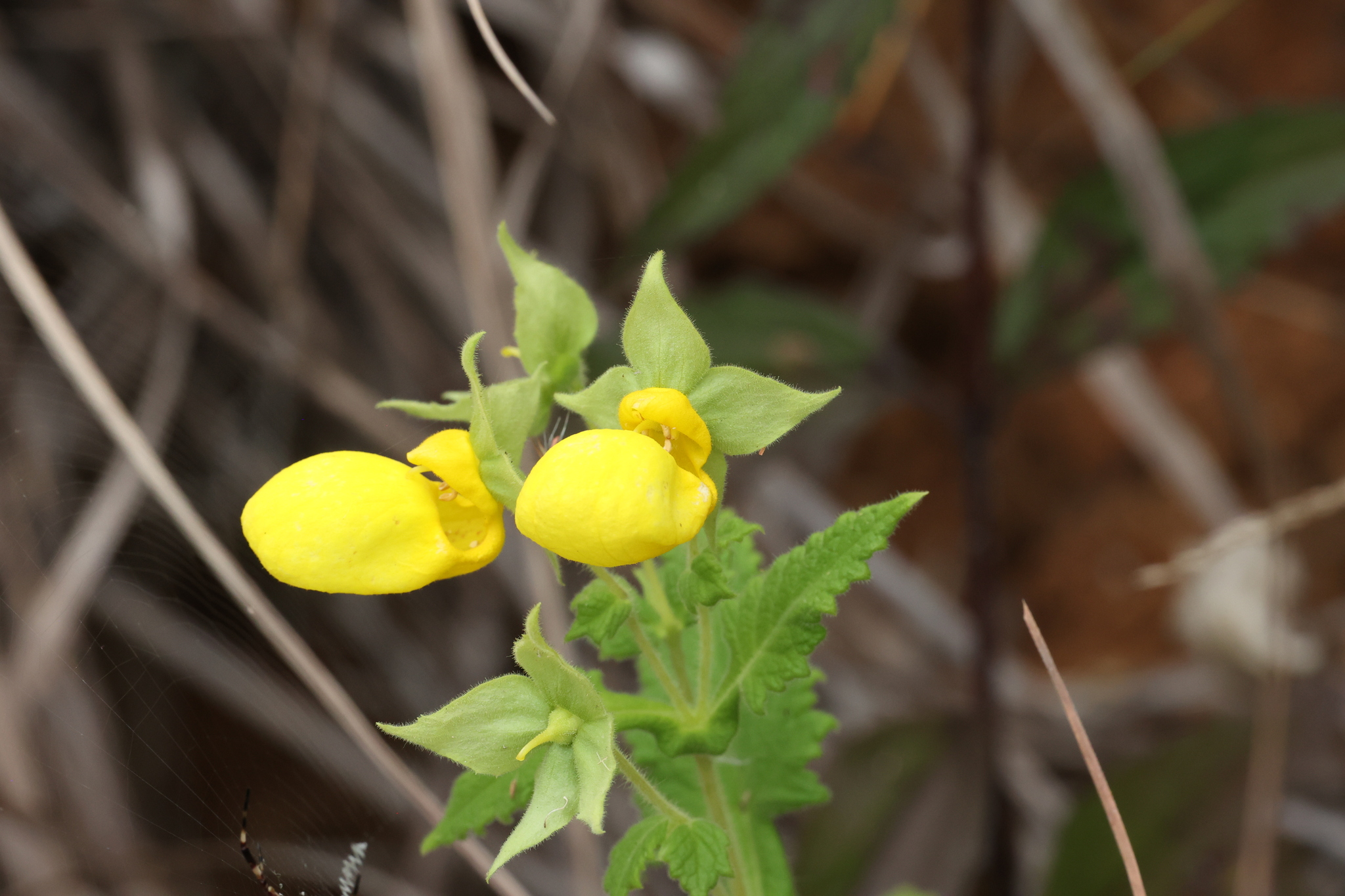 Calceolaria aequilateralis