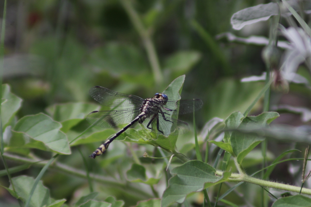 Aztec Clubtail