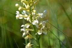 Platanthera × bicolor