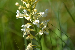 Platanthera × bicolor
