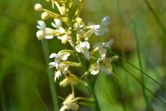 Platanthera × bicolor