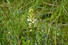Platanthera × bicolor