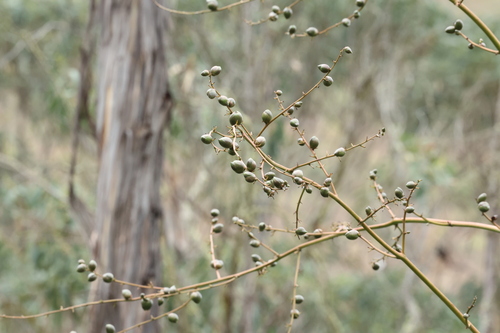 Furcraea andina