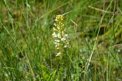 Platanthera × bicolor