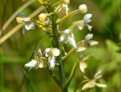 Platanthera × bicolor