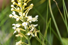 Platanthera × bicolor