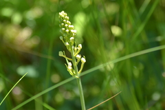 Platanthera × bicolor