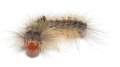 Euproctis punctifera