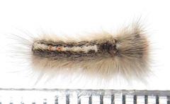 Euproctis punctifera