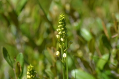 Platanthera × bicolor