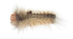 Euproctis punctifera