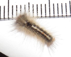 Euproctis punctifera