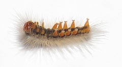 Euproctis punctifera