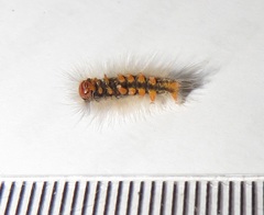 Euproctis punctifera