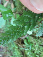 Abrodictyum elongatum