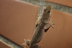 Asian Smooth Gecko photo 5