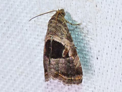 Tripudia rectangula