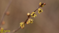 Chimonanthus praecox