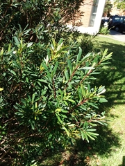 Myrceugenia lanceolata