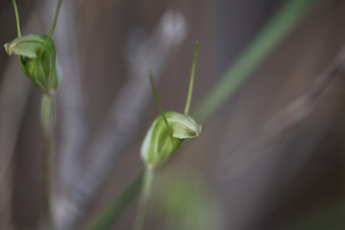 Image of Pterostylis setulosa by (c) Hugo Innes, some rights reserved (CC BY)