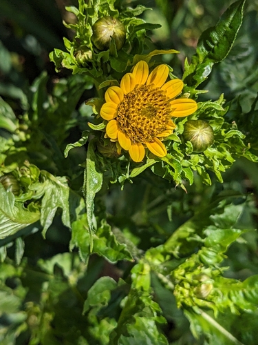 Image of Bidens amplissima by no rights reserved