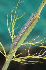 Compsotata elegantissima