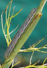 Compsotata elegantissima