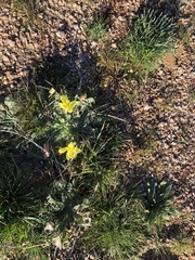 Oenothera primiveris primiveris