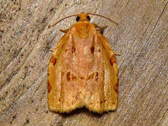 Archips rileyana