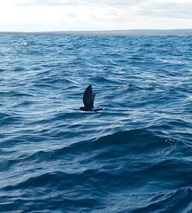 Oceanites gracilis