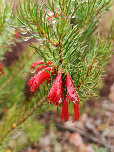 Image of Melaleuca eriocarpa by (c) Belinda Forbes, some rights reserved (CC BY)