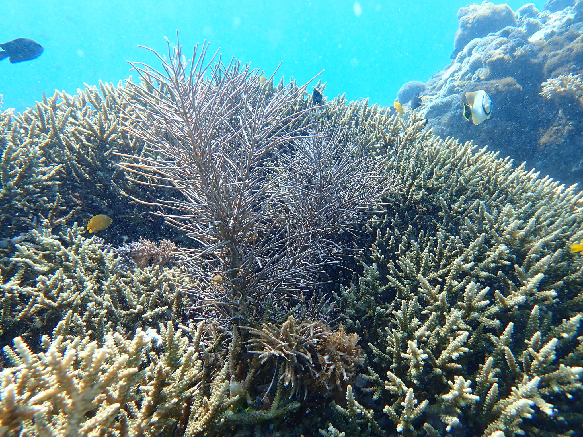 Pinnigorgia flava (Nutting, 1910)