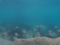 Diplodus bermudensis