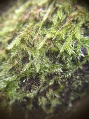Hypnum resupinatum